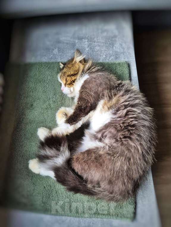 Кошки в Краснодаре: Котик Барс Мальчик, Бесплатно - фото 5