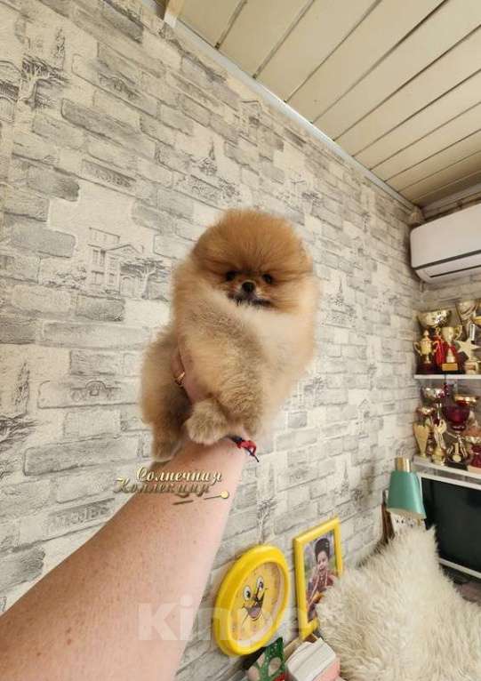 Собаки в Москве: Шпиц померанский мини профессиональный питомник Ркф Мальчик, Бесплатно - фото 1