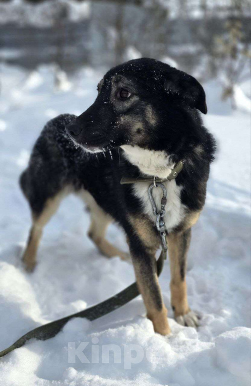Собаки в Королеве: Нуара. Приют Зоодом, г. Королев. Девочка, Бесплатно - фото 5