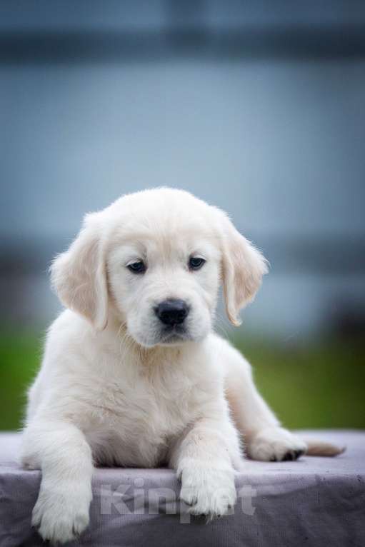 Собаки в Москве: Щенок золотистого ретривера  Мальчик, 75 000 руб. - фото 6