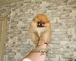 Собаки в Москве: Питомник Ркф мини мальчик померанского шпица Мальчик, Бесплатно - фото 2