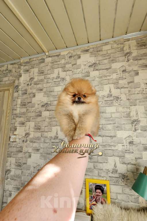 Собаки в Москве: Питомник Ркф мини мальчик померанского шпица Мальчик, Бесплатно - фото 2