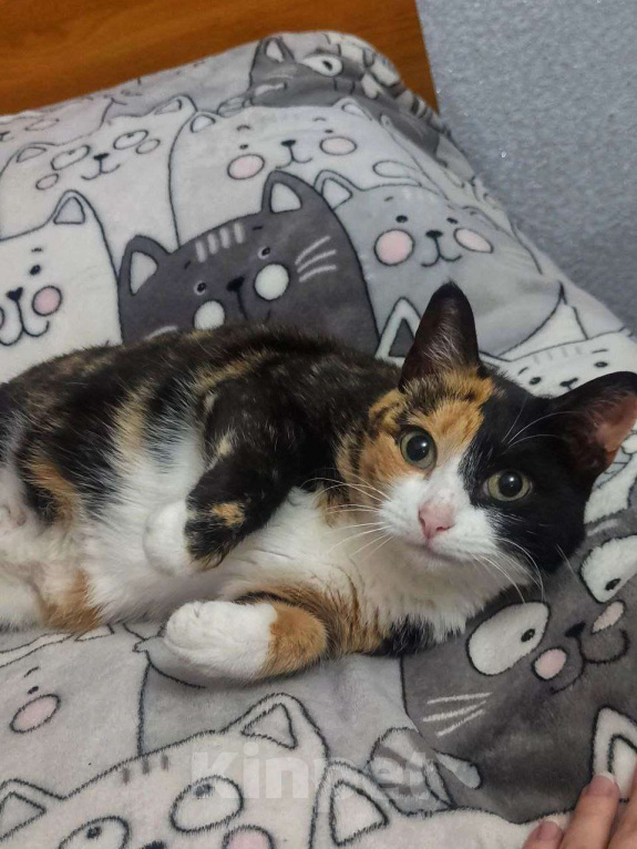 Кошки в Москве: Трёхцветная харизматичная Палитра Девочка, Бесплатно - фото 3