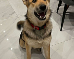 Собаки в Москве: Лиса ищет семью!!!!!! Девочка, Бесплатно - фото 3