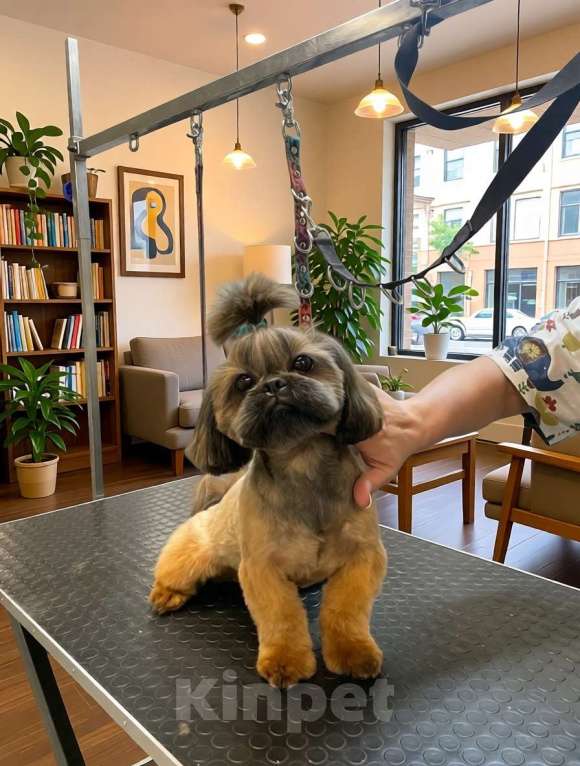 Собаки в Москве: Ши-тцу девочка взрослая Девочка, 120 000 руб. - фото 1