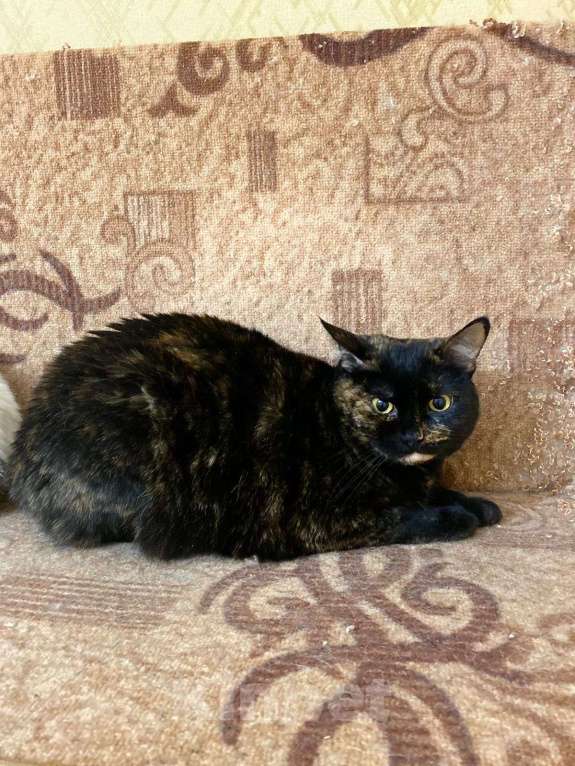 Кошки в Москве: Пушона плачет в котокафе Девочка, Бесплатно - фото 2