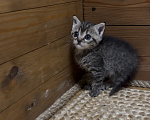 Кошки в Краснодаре: Котята (мальчики) ищут Дом ♥️ Мальчик, Бесплатно - фото 1