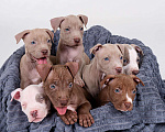 Собаки в Москве: Щенки американского питбуль терьера Мальчик, 70 000 руб. - фото 4