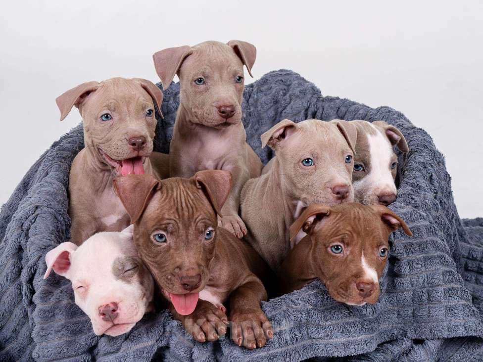 Собаки в Москве: Щенки американского питбуль терьера Мальчик, 70 000 руб. - фото 4