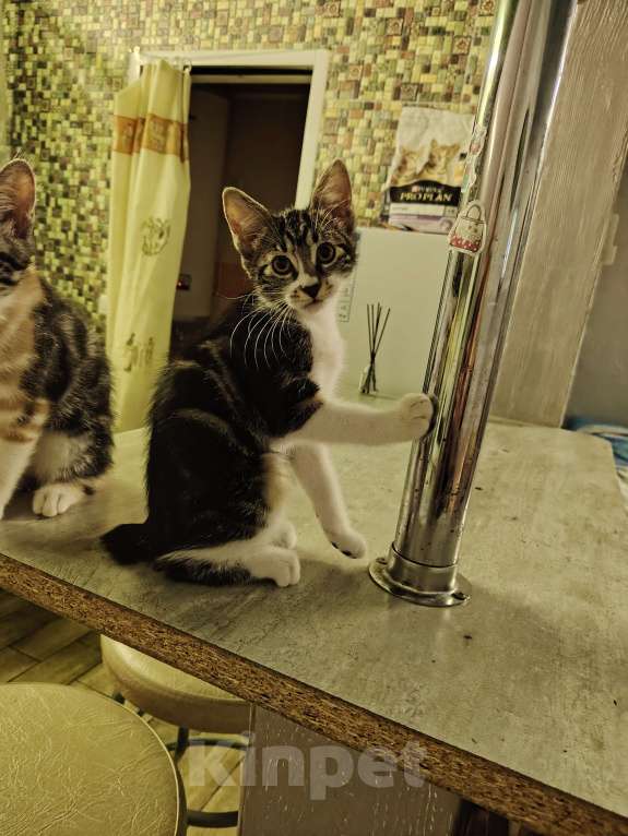 Кошки в других городах Краснодарского края: Очаровательная кошечка курильский бобтейл Девочка, 10 000 руб. - фото 7