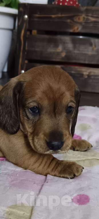 Собаки в Белгороде: Миниатюрная такса Мальчик, 15 000 руб. - фото 2