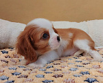 Собаки в Белгороде: Щенки кавалер кинг чарльз спаниель мальчики и девочки  Мальчик, Бесплатно - фото 9