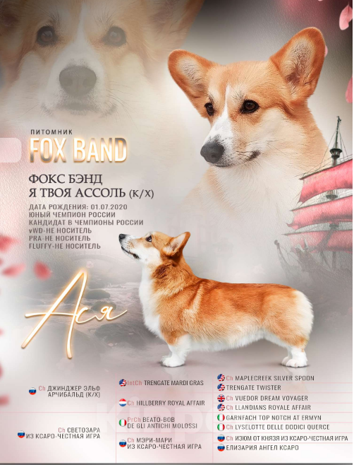 Собаки в других городах Московской области: Щенки вельш корги пемброк Девочка, 55 000 руб. - фото 6