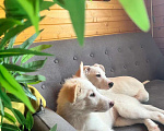 Собаки в Белоозёрском: Крошка Сью в добрые руки! Девочка, 100 руб. - фото 8