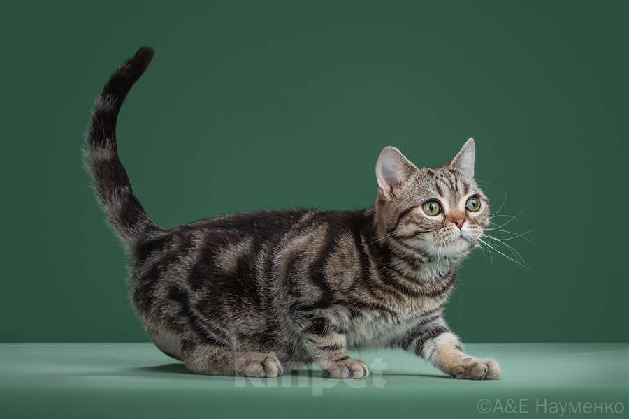 Кошки в Москве: Американский короткошерстный котёнок Мальчик, 85 000 руб. - фото 4