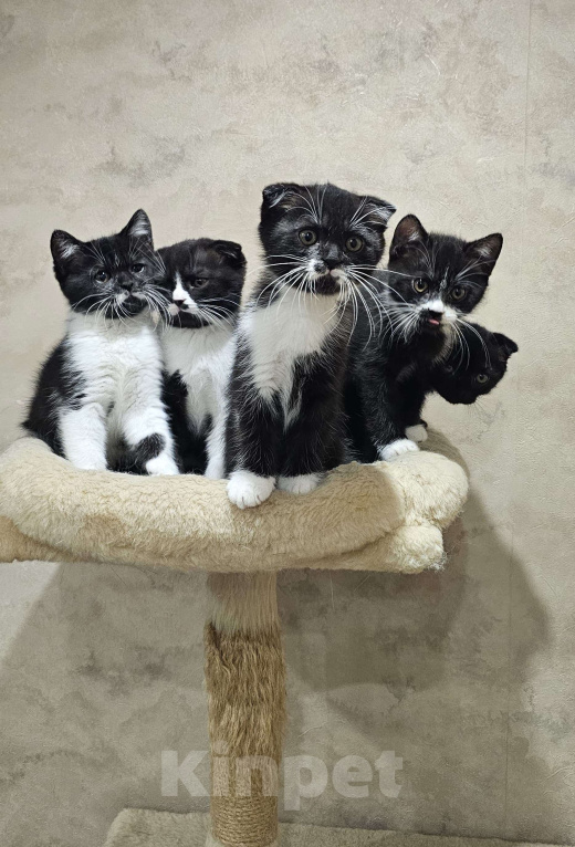 Кошки в Москве: Шотландские Котята (Скотиш Фолд) Девочка, 25 000 руб. - фото 3