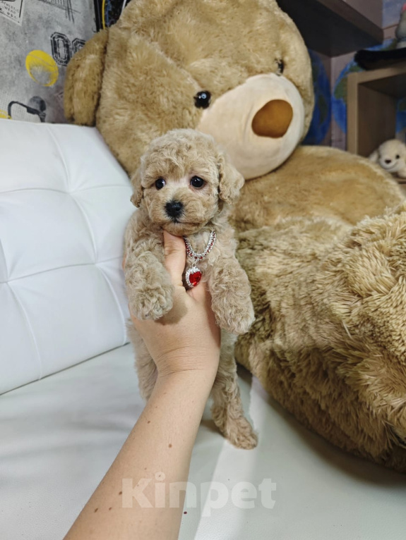 Собаки в Москве: Мальтипу девочка в типе Тедди 🐻 Девочка, 129 990 руб. - фото 5