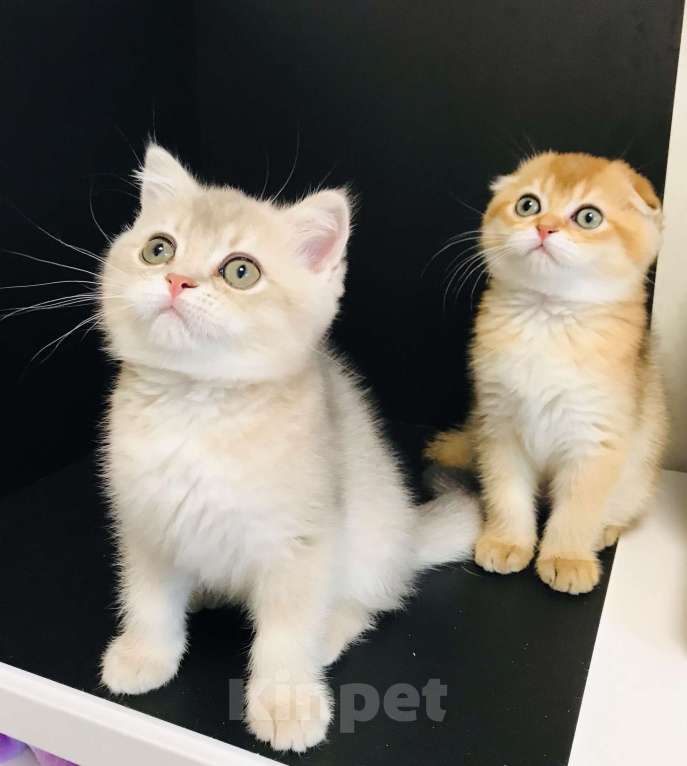 Кошки в Санкт-Петербурге: шотландская золотая шиншила Девочка, 50 000 руб. - фото 4