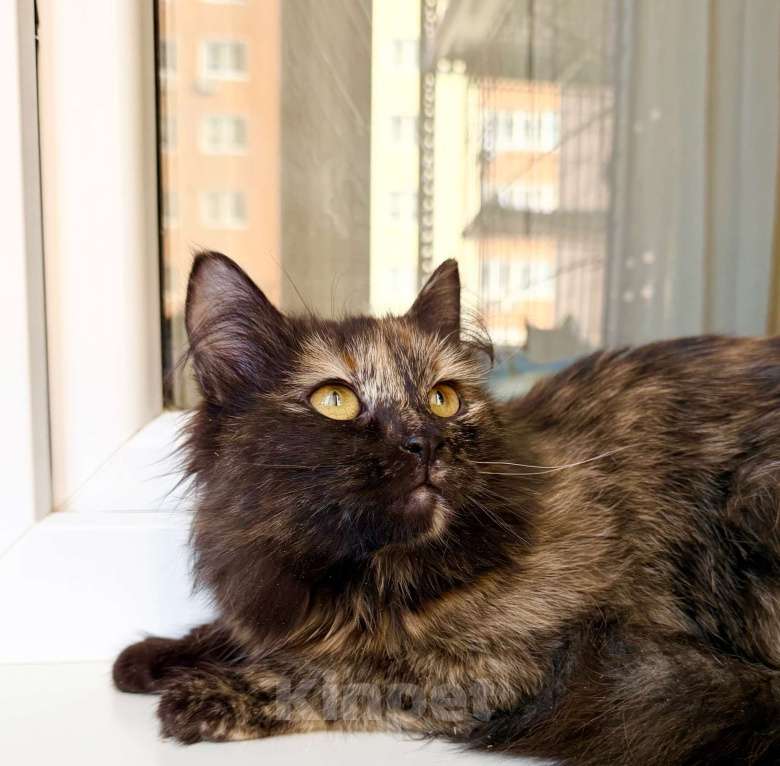 Кошки в Москве: пушистая котенок Пэрис в добрые руки Девочка, Бесплатно - фото 4