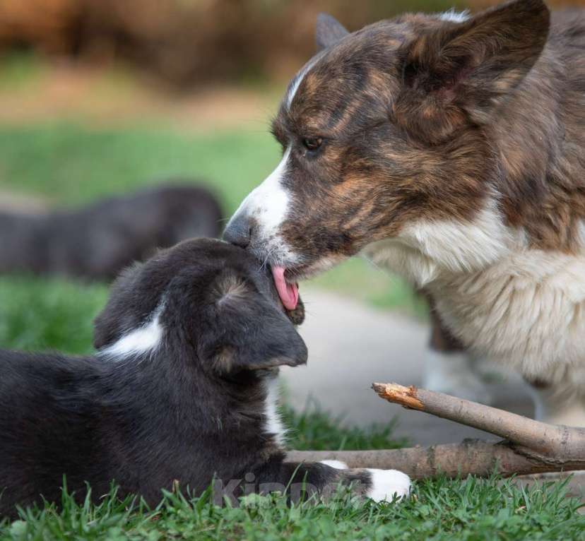 Собаки в других городах Московской области: Кардиган вельш корги Мальчик, Бесплатно - фото 4