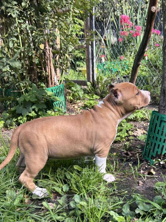 Собаки в других городах Московской области: Девочка амстаффа РКФ Девочка, 50 000 руб. - фото 6