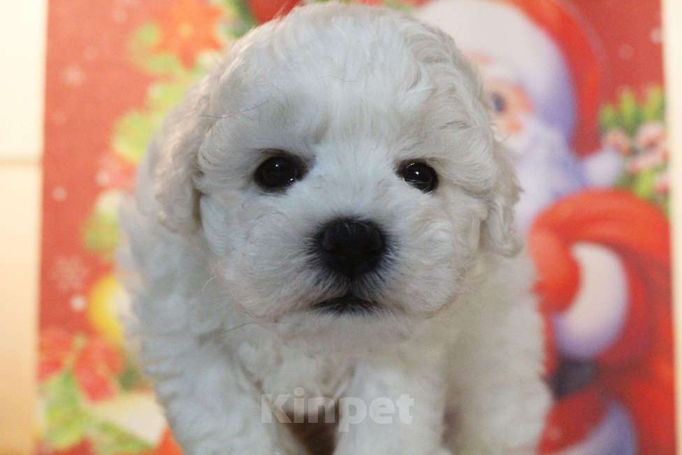 Собаки в Нижнем Новгороде: Девочка Бишон-фризе с документами. Девочка, 80 000 руб. - фото 5