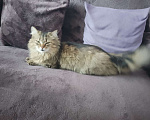 Кошки в других городах Омской области: Кошка в добрые руки отдам Девочка, Бесплатно - фото 3