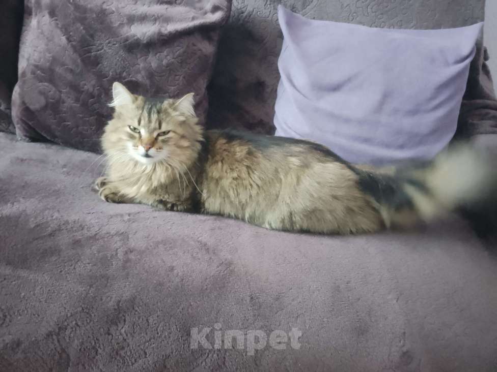 Кошки в других городах Омской области: Кошка в добрые руки отдам Девочка, Бесплатно - фото 3