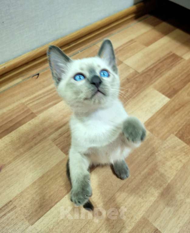 Кошки в Санкт-Петербурге: Тайский котенок Мальчик, 70 000 руб. - фото 5
