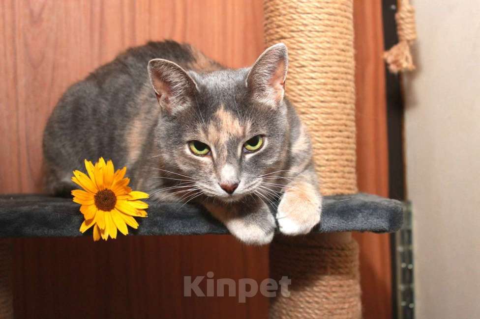 Кошки в Калуге: Мелисса, принцесса осени. Кошка в добрые руки.  Девочка, Бесплатно - фото 6