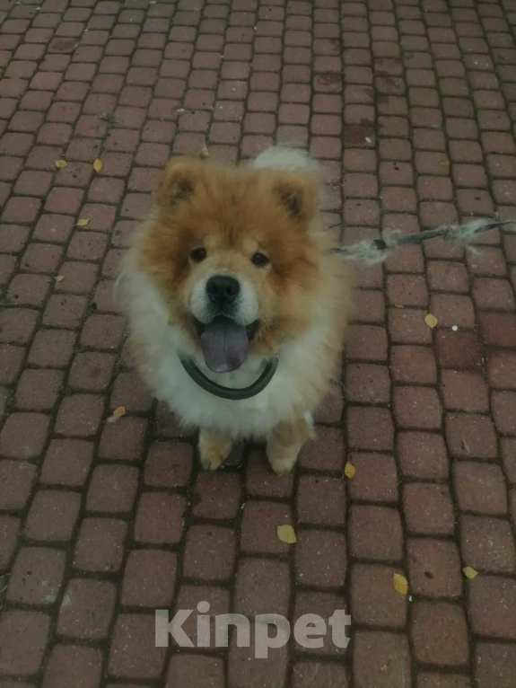 Собаки в Санкт-Петербурге: В добрые руки Девочка, Бесплатно - фото 2