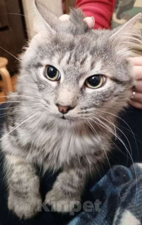 Кошки в Москве: Сибирский кот Мальчик, 3 000 руб. - фото 1