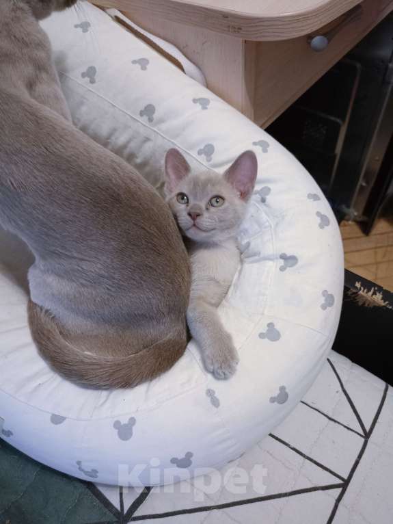 Кошки в Москве: Бурманские лиловые котята Разнополые, 70 000 руб. - фото 5