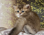 Кошки в Астрахани: Риддик, кот Мальчик, Бесплатно - фото 5
