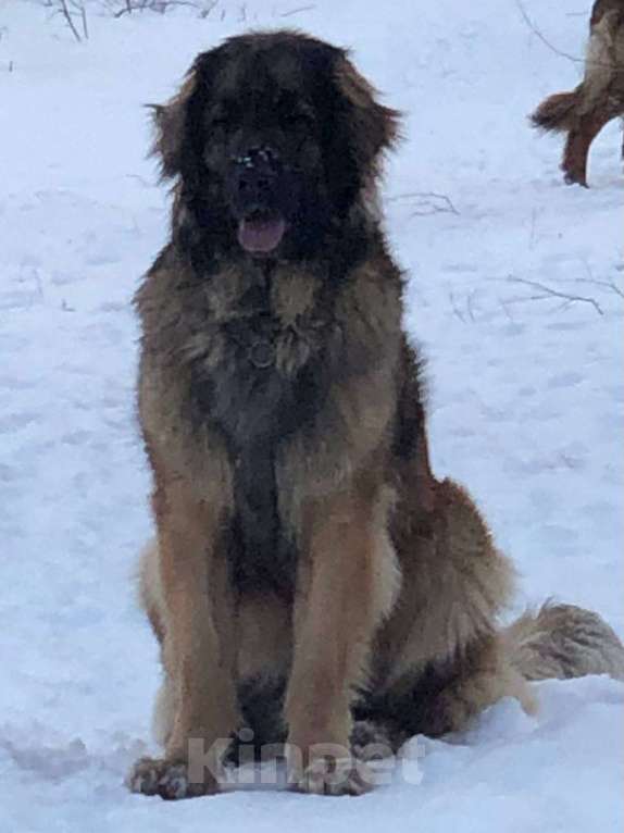 Собаки в других городах Московской области: Ария Прайд Дамир Мальчик, 150 000 руб. - фото 9