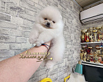Собаки в Москве: Миниатюрная девочка померанского шпица питомник РКФ Девочка, Бесплатно - фото 1