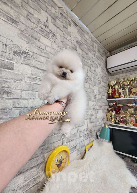 Собаки в Москве: Миниатюрная девочка померанского шпица питомник РКФ Девочка, Бесплатно - фото 1