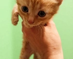 Кошки в Санкт-Петербурге: Котята в добрые руки Мальчик, Бесплатно - фото 2