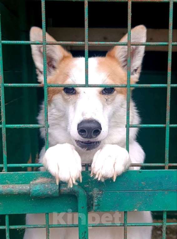 Собаки в Москве: Лисена, 5 лет Девочка, Бесплатно - фото 2