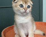 Кошки в Москве: Шотландские вислоухие котята Scottish Fold Мальчик, 35 000 руб. - фото 4