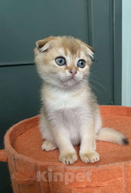 Кошки в Москве: Шотландские вислоухие котята Scottish Fold Мальчик, 35 000 руб. - фото 4