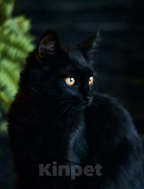 Кошки в Москве: Активные бесстрашные черные котята-мальчики в добрые руки Мальчик, 10 руб. - фото 5