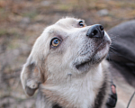Собаки в Москве: Линда - трогательная малышка в поисках дома. Девочка, 10 руб. - фото 7