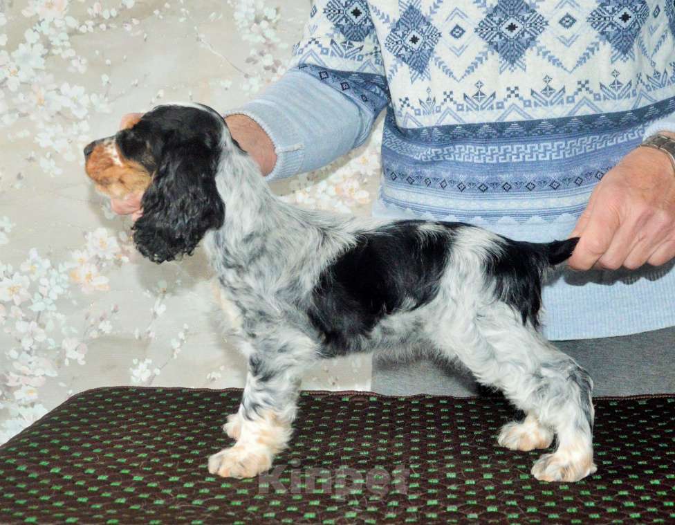 Собаки в Переславле-Залесском: Английского кокера щенок Девочка, 60 000 руб. - фото 4
