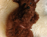 Собаки в Москве: щенок Китайский тедди пудель (Teddy Bear) Мальчик, 150 000 руб. - фото 7