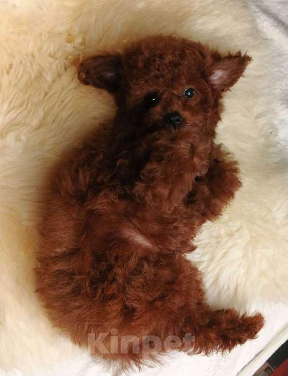 Собаки в Москве: щенок Китайский тедди пудель (Teddy Bear) Мальчик, 150 000 руб. - фото 7