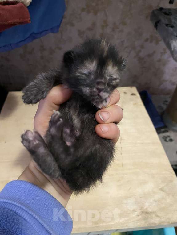 Кошки в Москве: Котята малыши Девочка, Бесплатно - фото 7