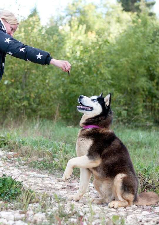 Собаки в Москве: Шикарный молодой голубоглазый хаски Хальс в добрые руки Мальчик, Бесплатно - фото 5