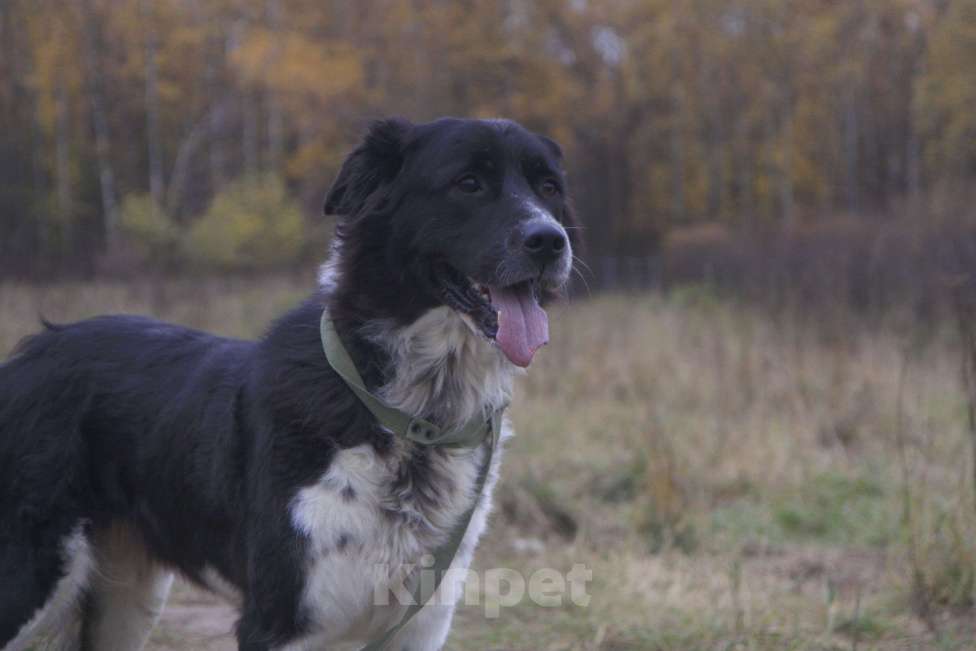 Собаки в Москве: Арья Девочка, Бесплатно - фото 3