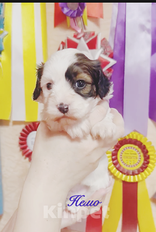 Собаки в Москве: Мальчик Хаванезик Мальчик, 120 000 руб. - фото 3